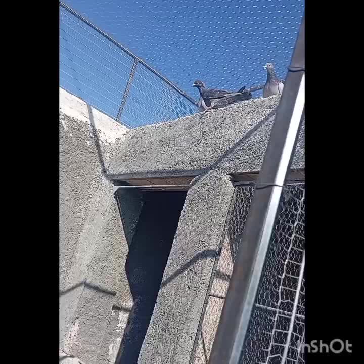 کفتر پرشی|پرنده|سرایان, |دیوار