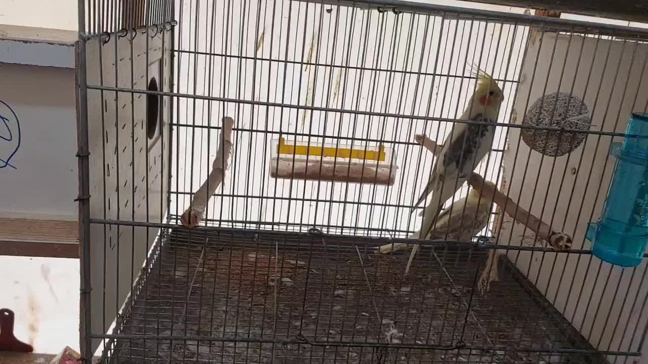 عروس هلندی|پرنده|علیآباد کتول, |دیوار