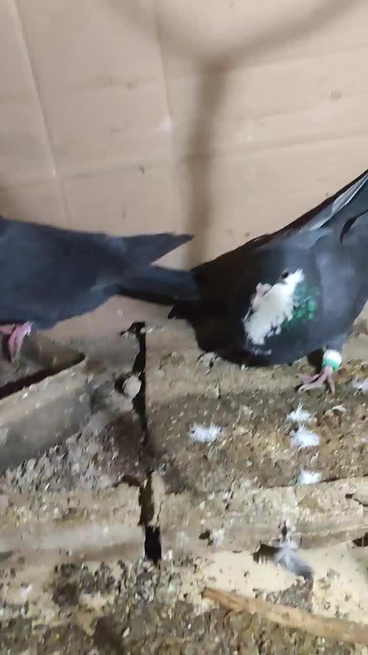 کبوتر|پرنده|نکا, |دیوار