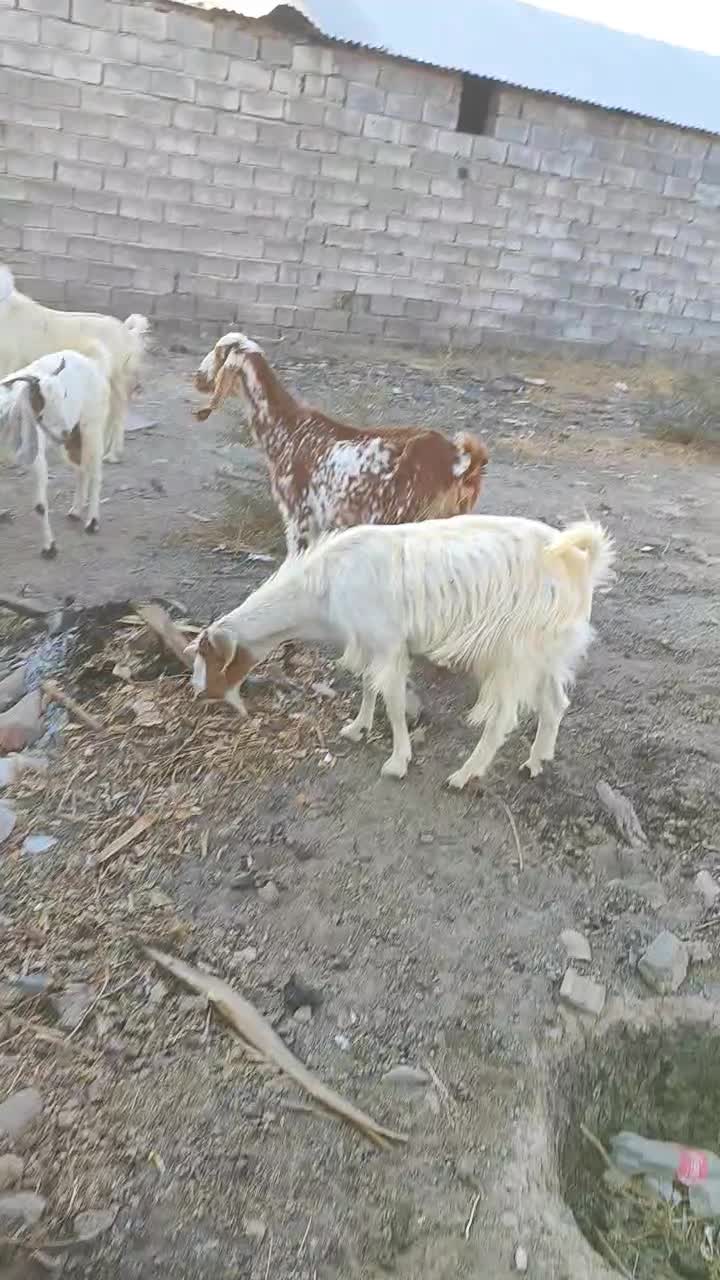 7راس بز پاکستانی ابستن|حیوانات مزرعه|جیرفت, |دیوار