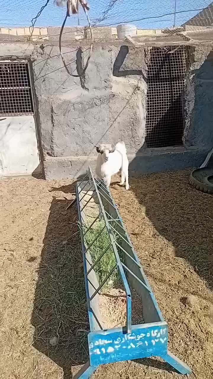 ۱عدد بزغاله  سفت چاق بضمانت  گوشت|حیوانات مزرعه|کاخک, |دیوار