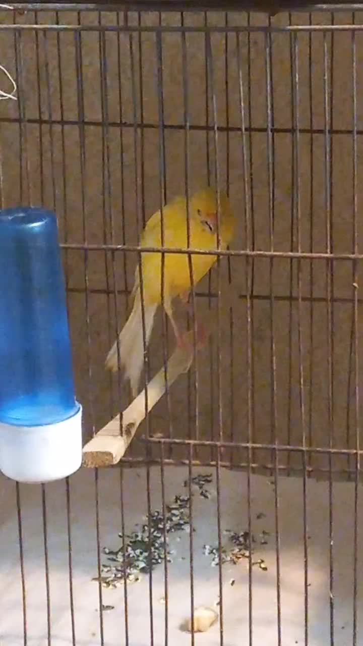 قناری رسمی بلند نر مست|پرنده|رشت, صفاری|دیوار