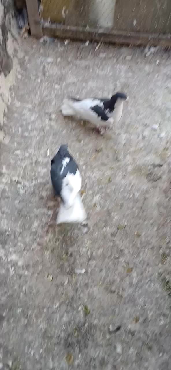 چپ نرماده|پرنده|لنجان, |دیوار