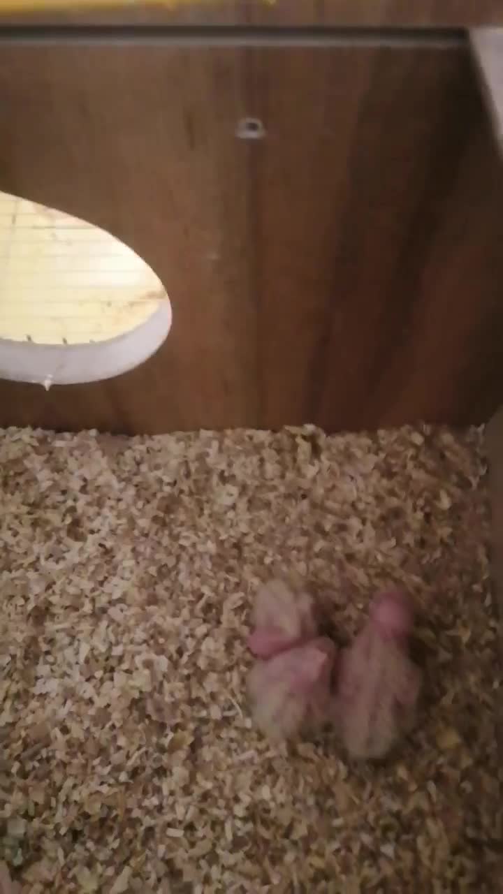 عروس هلندی گمشده ماده|حیوانات|نی‌ریز, |دیوار