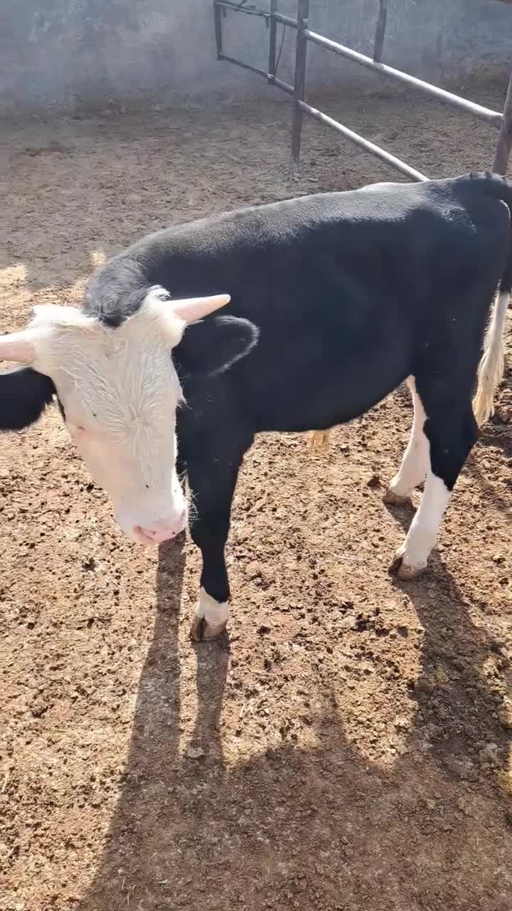 گوساله نر|حیوانات مزرعه|مرودشت, محمد آباد|دیوار