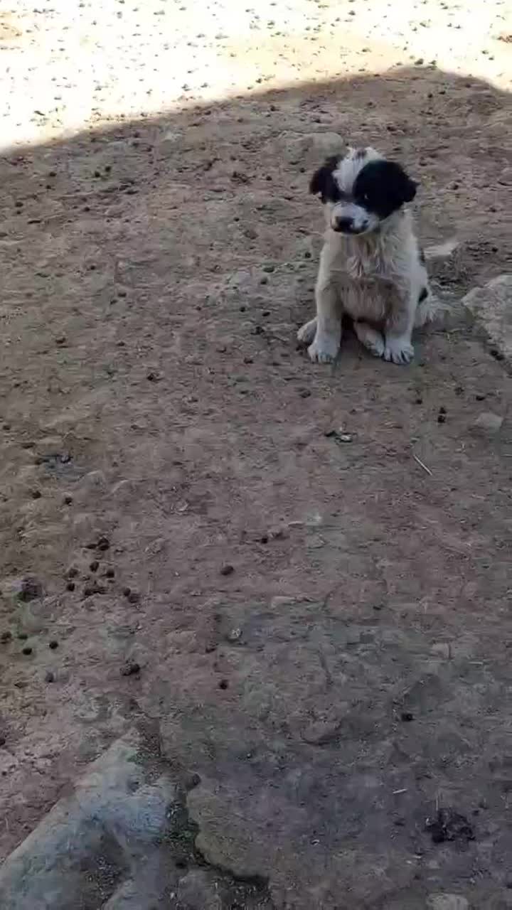 توله سگ قدرجونی|سگ|کرمان, |دیوار