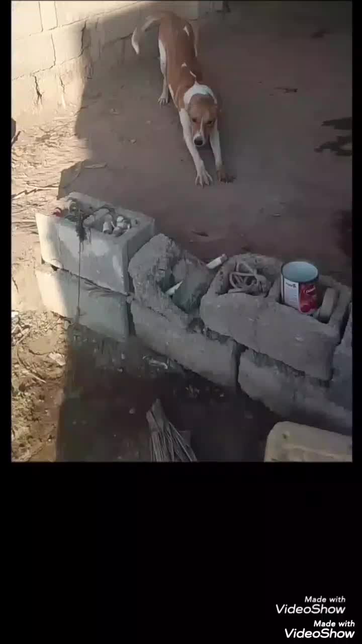 سگ ..|سگ|بوشهر, |دیوار
