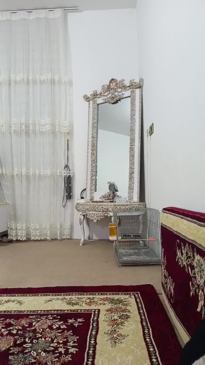 عروس هلندی معاوضه با قناری جفت|پرنده|روانسر, |دیوار