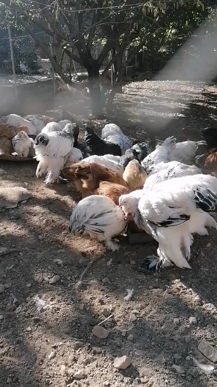 برهما لایت|حیوانات مزرعه|همایجان, |دیوار