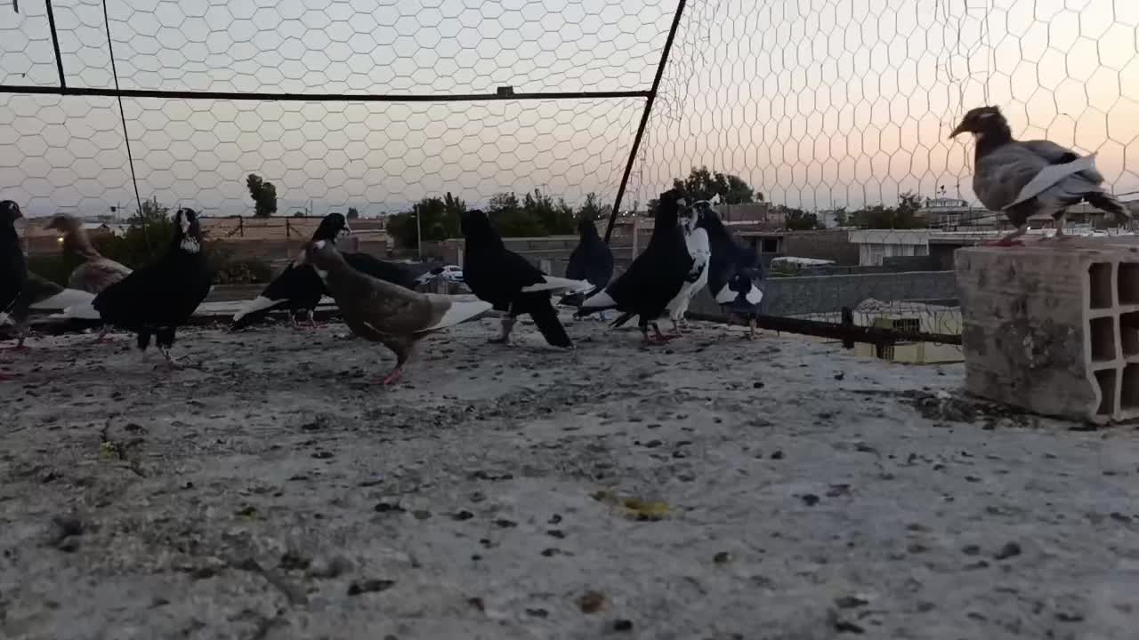 پلنگ|پرنده|رفسنجان, |دیوار