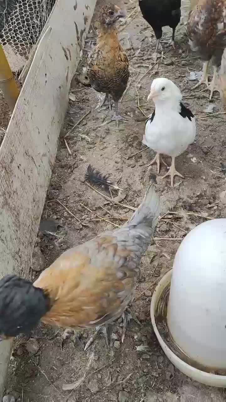 جوجه مرغ خروس محلی گلین|حیوانات مزرعه|رشت, رودبارتان|دیوار