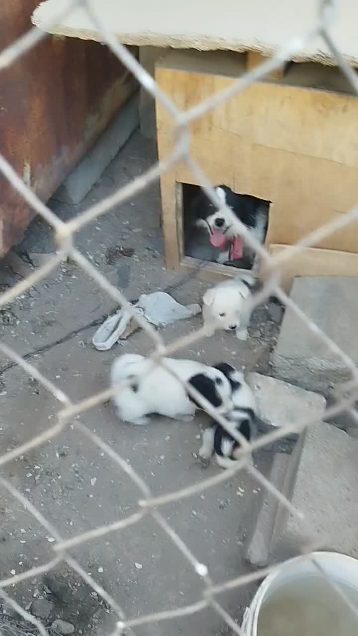 توله سگ پا کوتاه|سگ|قزوین, |دیوار