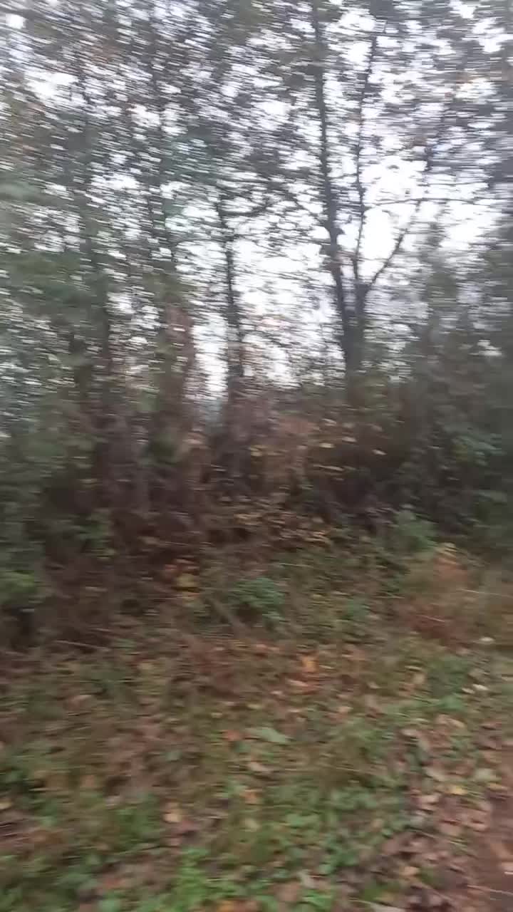 ۷۵۰۰متر باغ چای بهمراه کلبه داخل باغ|فروش زمین و ملک کلنگی|املش, |دیوار