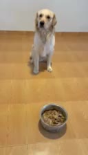 گلدن رتریور اصیل وارداتی با تخفیف|سگ|آستارا, |دیوار