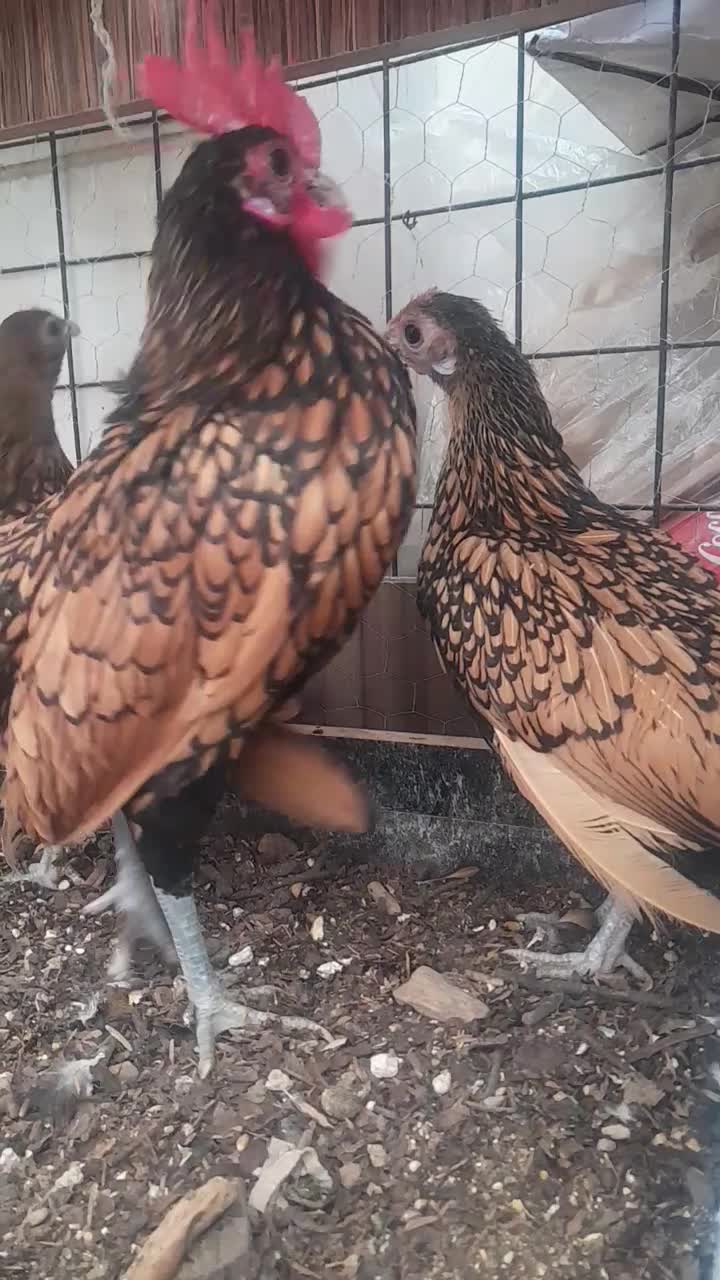 یک ست سبرایت گلد|حیوانات مزرعه|اصفهان, باغ زرشک|دیوار