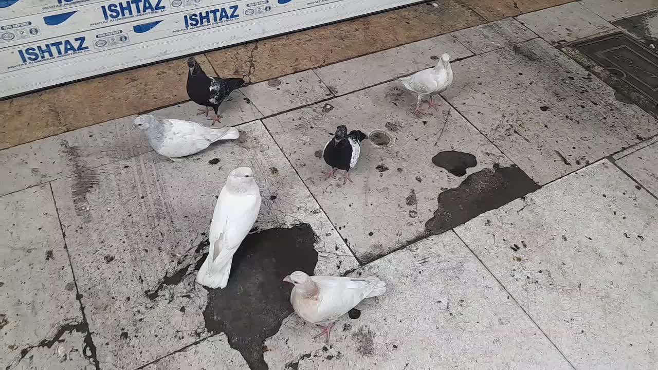 جوجه کله الماسی .سینه .سار|پرنده|مشهد, کوی المهدی|دیوار