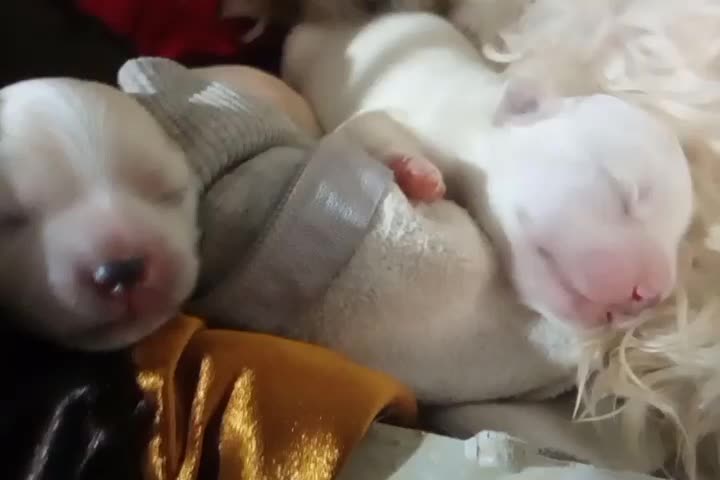 سگ تریر واگذاری|سگ|ارومیه, |دیوار