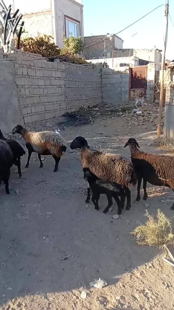 دوعدد توله سگ نژاد خراسانی|سگ|پیشوا, |دیوار