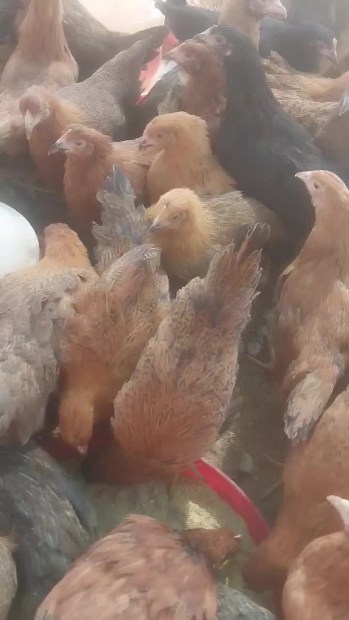 مرغ گلپایگانی تخمگذار ۴ ماهه اصیل|حیوانات مزرعه|خمینی‌شهر, |دیوار