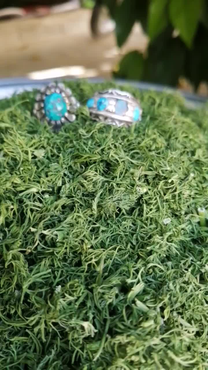 شوید خشک تمیز تازه|خوردنی و آشامیدنی|کازرون, |دیوار