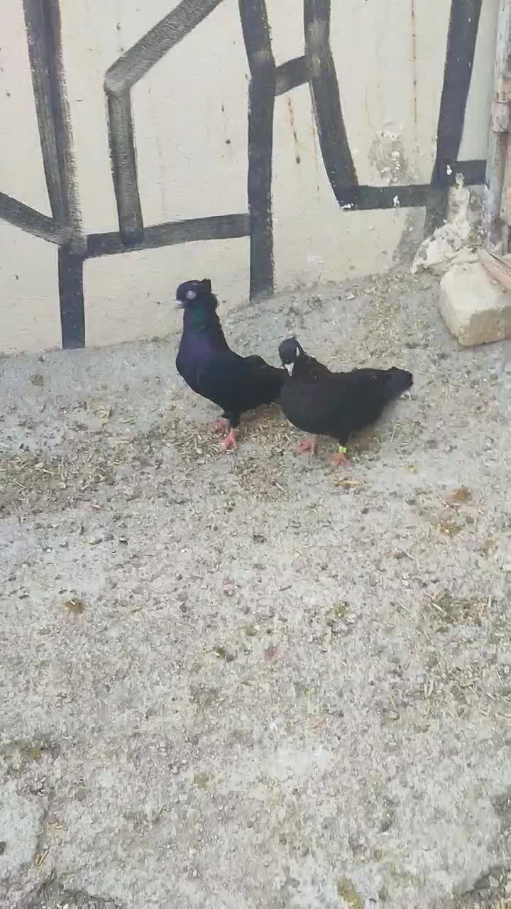 زاغ ابادنی|پرنده|خنج, |دیوار