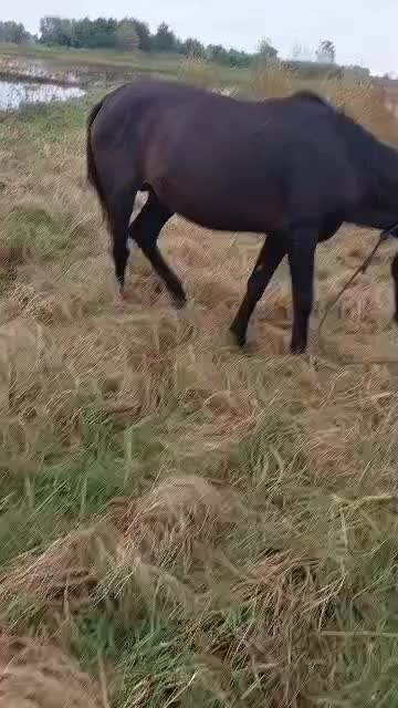 اسب آرام بفرش می‌رسد|اسب و تجهیزات اسب‌سواری|لشت نشا, |دیوار