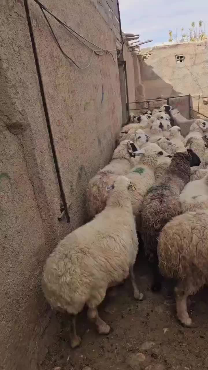 میش عراقی داشتی|حیوانات مزرعه|سرچهان, |دیوار