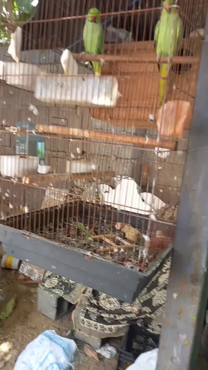 طوطی ملنگوجفت مولدضمانتی تخم وجوجه‌|پرنده|چابهار, |دیوار