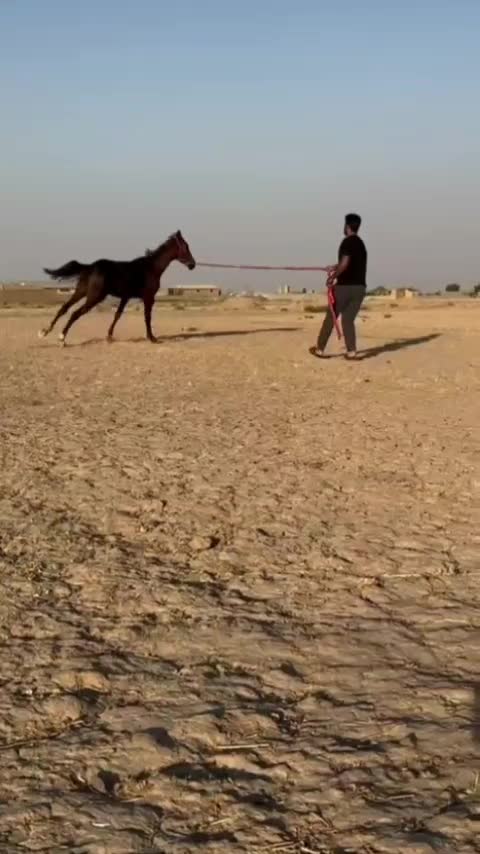 اسب نریان عرب کورسی و زیبایی|اسب و تجهیزات اسبسواری|گناباد, |دیوار