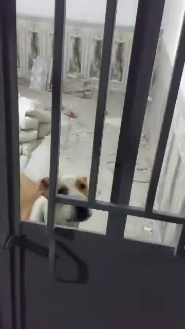 سگ نگهبان|سگ|سراوان, |دیوار