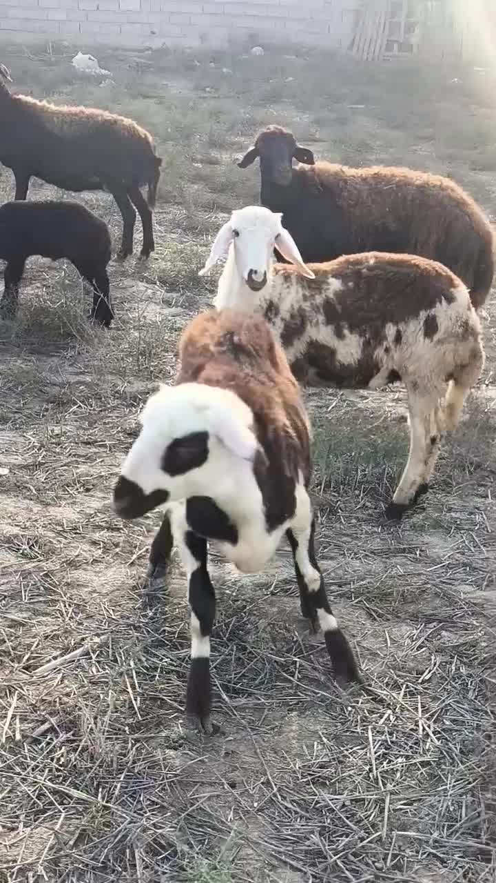 بره اصل بروجردی یکیش قوچ خورده|حیوانات مزرعه|سیمین شهر, |دیوار