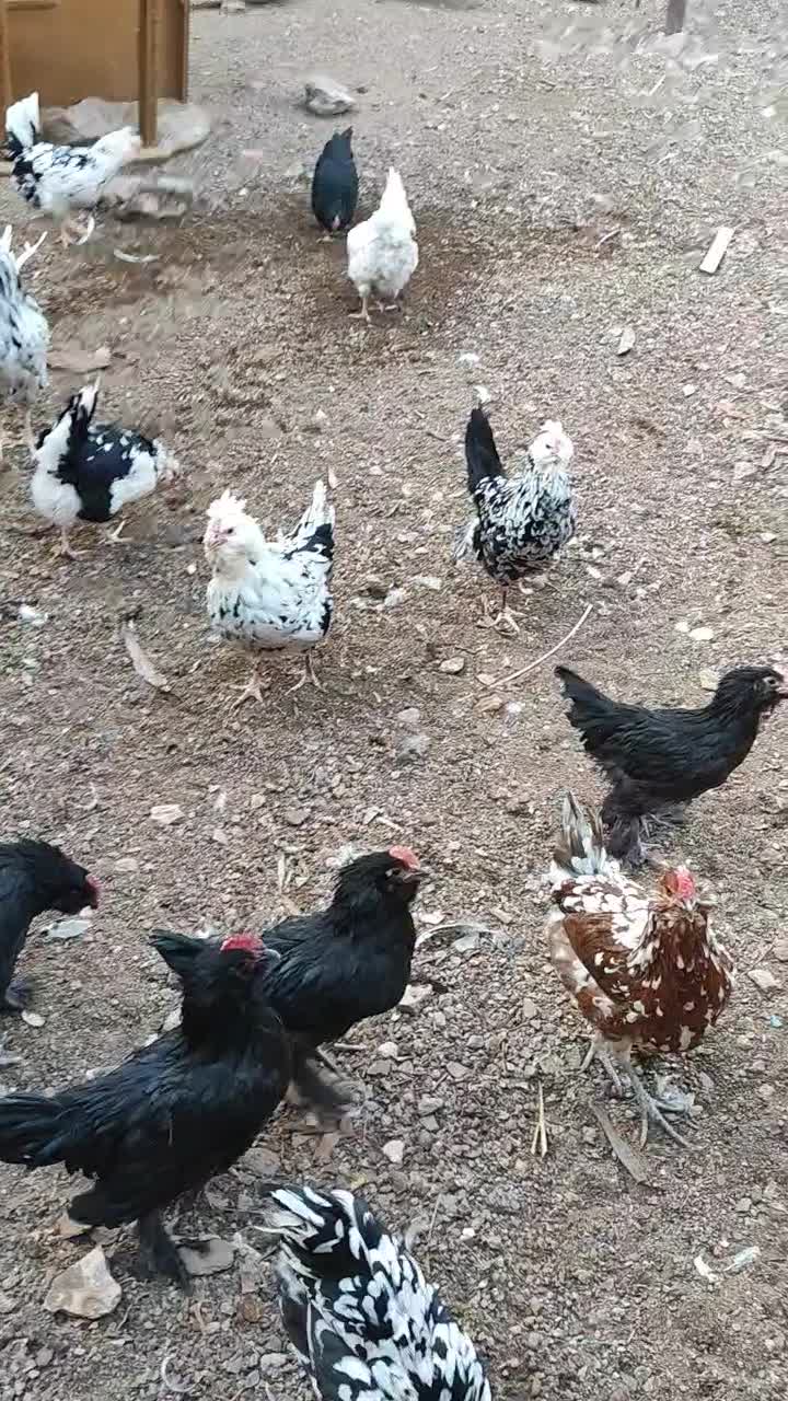 نیمچه،مرغ و خروس گلین،مرندی و گردن لخت|حیوانات مزرعه|ساوه, |دیوار