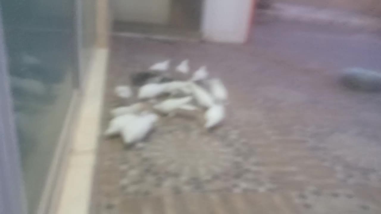 کبوتر|پرنده|تبریز, |دیوار