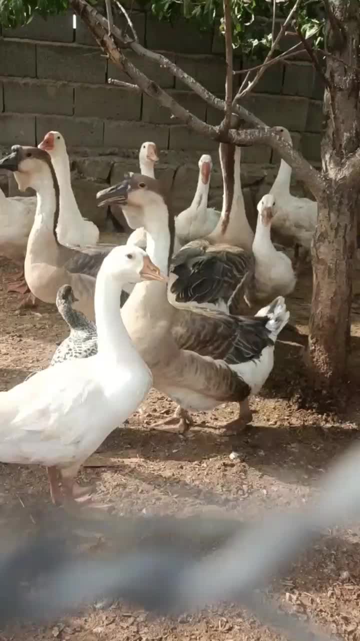 قوغاز|حیوانات مزرعه|مشهد, شهرک صنعتی توس|دیوار