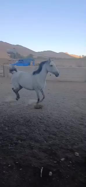 مادیون|اسب و تجهیزات اسب‌سواری|خمینی‌شهر, |دیوار