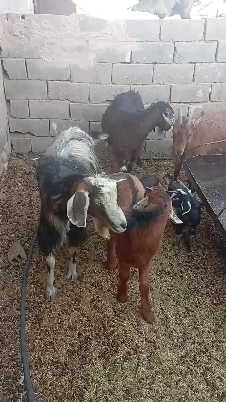 بره باکره بزابستن|حیوانات مزرعه|یزد, |دیوار