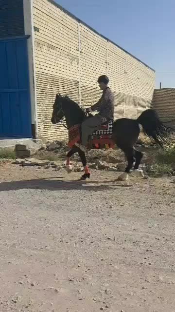 اسب عرب|اسب و تجهیزات اسب‌سواری|اصفهان, خوراسگان|دیوار