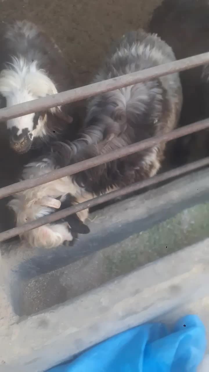 رشد سریع بره پرواری و مقاوم وشیرا شدن داشتی|حیوانات مزرعه|اصفهان, ارزنان|دیوار