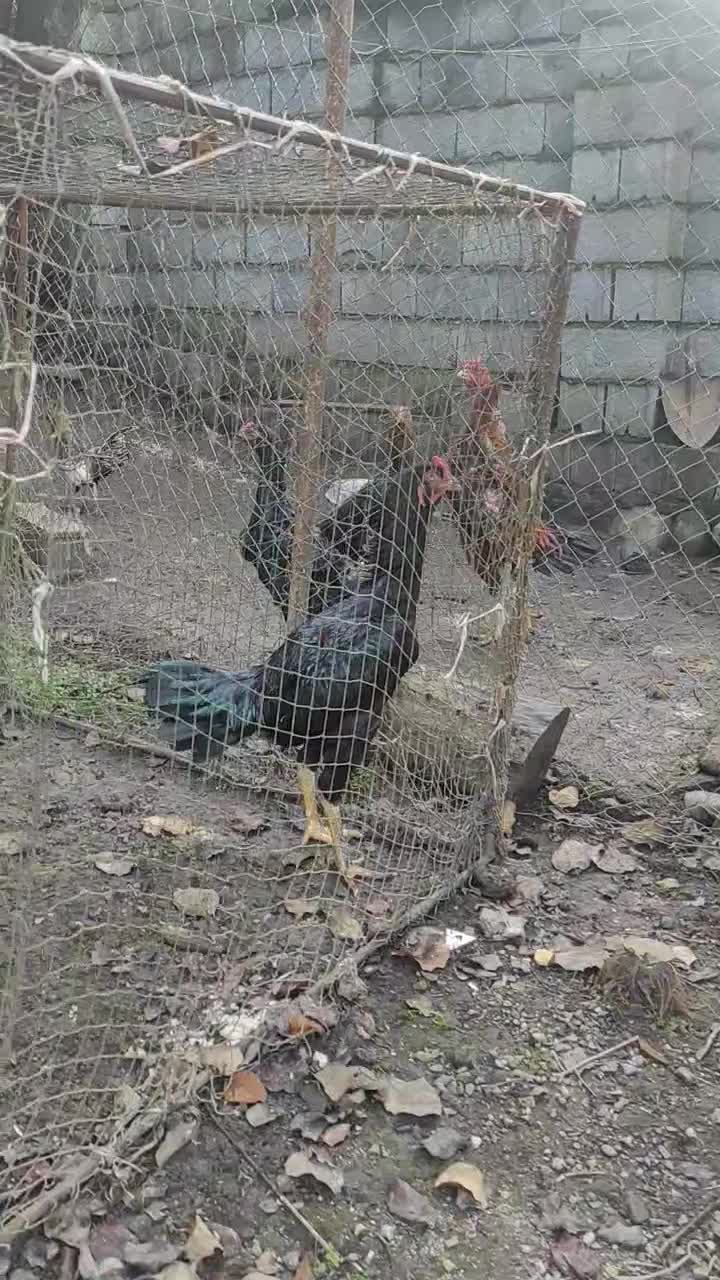 خروس لاری اصیل مشکی|حیوانات مزرعه|کلارآباد, |دیوار