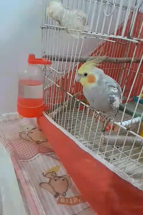 فروش پرنده عروس هلندی|پرنده|الوند, |دیوار