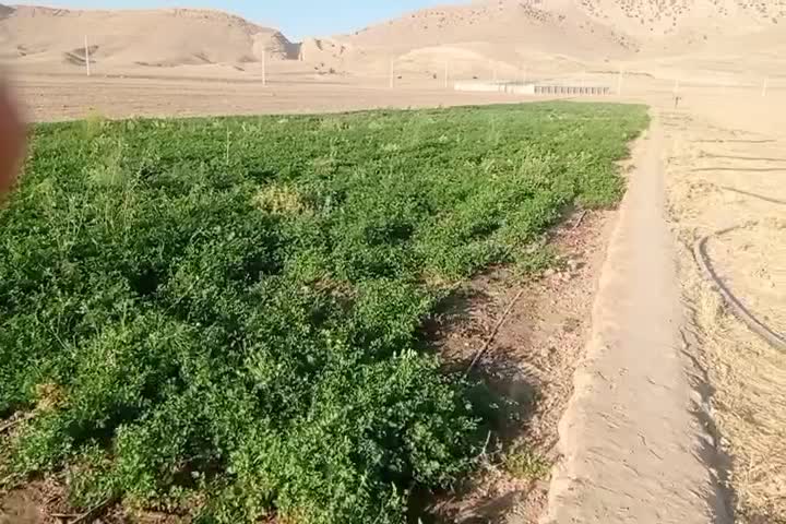 سبزی‌جات|خوردنی و آشامیدنی|رومشکان, |دیوار