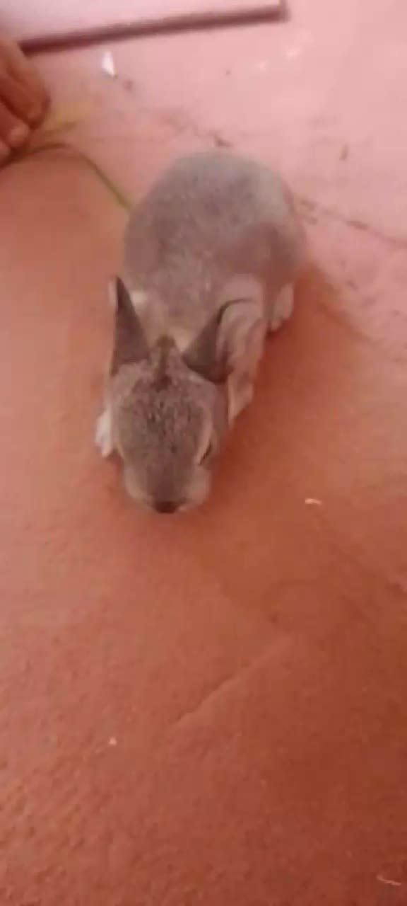 ۷۰۰|موش و خرگوش|طاغنکوه, |دیوار