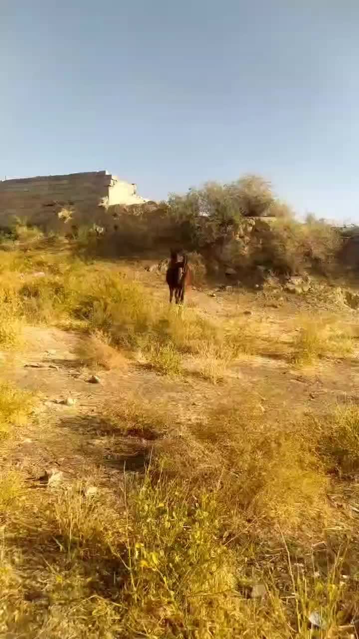 کره مادیان قره کهر هفت ماهه نوه سیوان فیضی|اسب و تجهیزات اسبسواری|میاندوآب, |دیوار