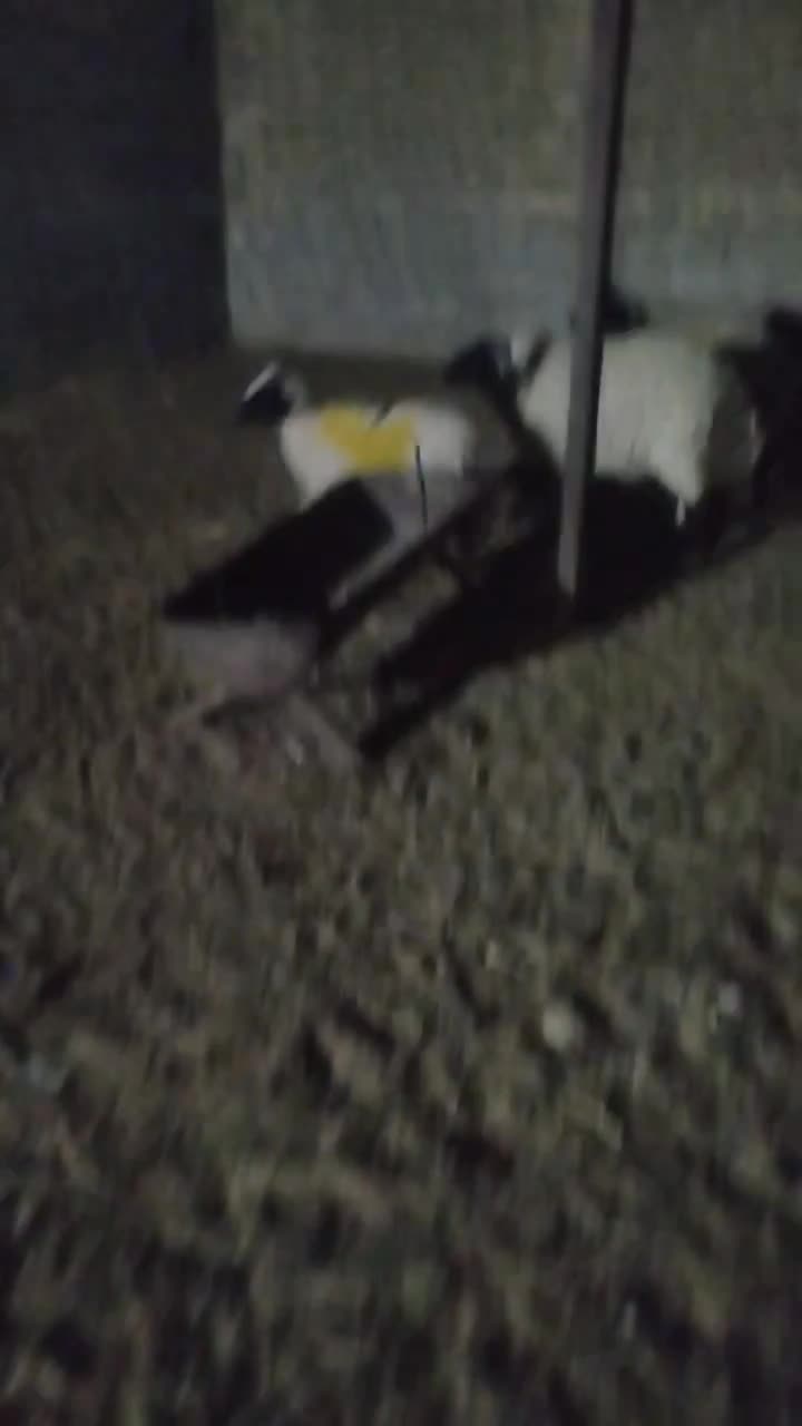 دام سبک گوسفند|حیوانات مزرعه|رفسنجان, |دیوار