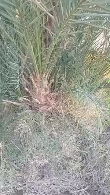 پاجوش زاهدی یاقصب|عمدهفروشی|سعدآباد, |دیوار