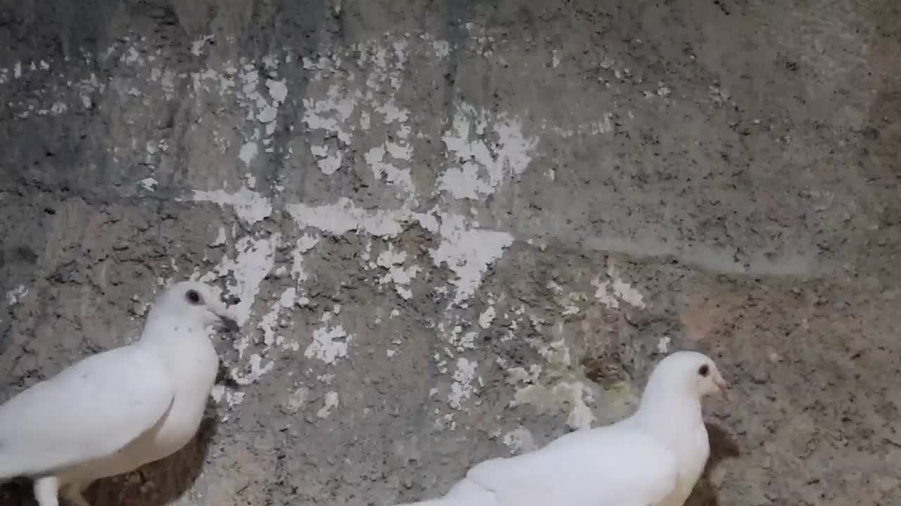 کبوتر پلاکی هوایی جوجه نر|پرنده|سروستان, |دیوار