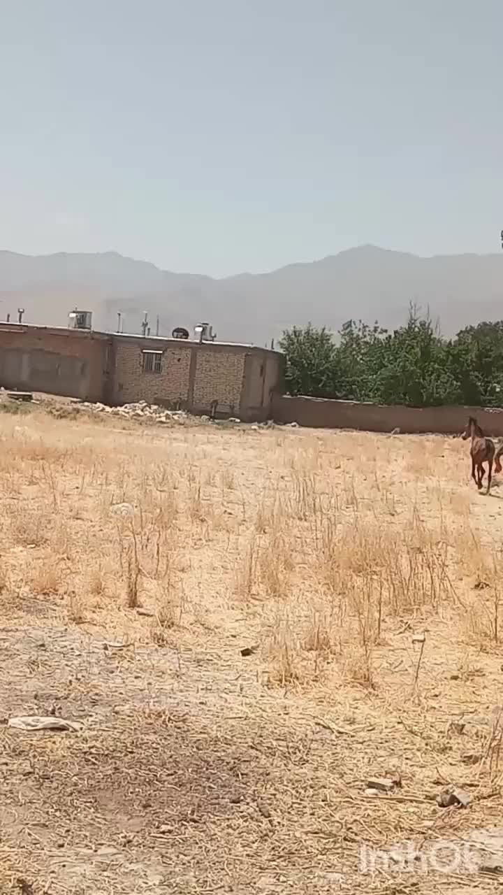 اسب|اسب و تجهیزات اسب‌سواری|نهاوند, |دیوار