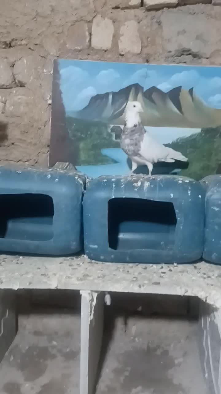 طوقی|پرنده|کنگاور, |دیوار