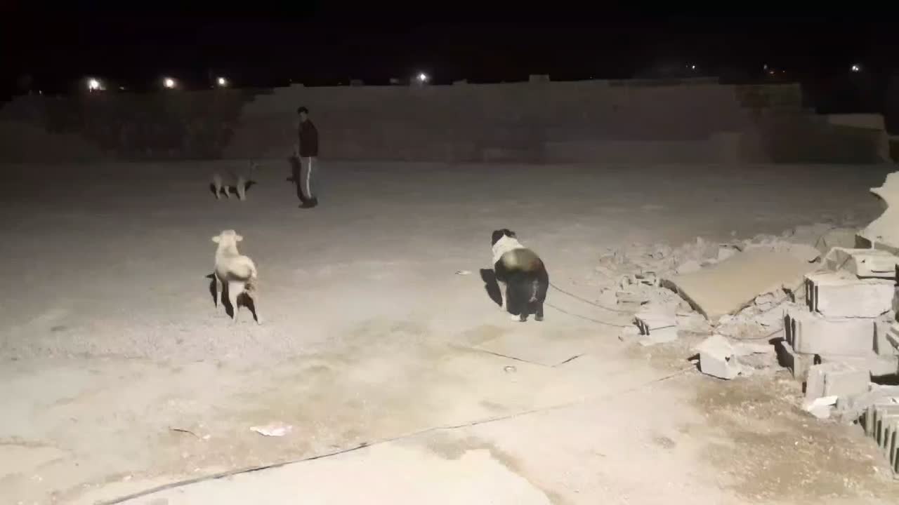 یک عدد سگ نگهبان|سگ|خاوران, |دیوار