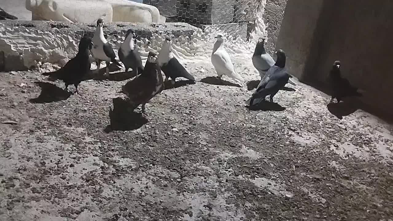 کفتر|پرنده|میرجاوه, |دیوار